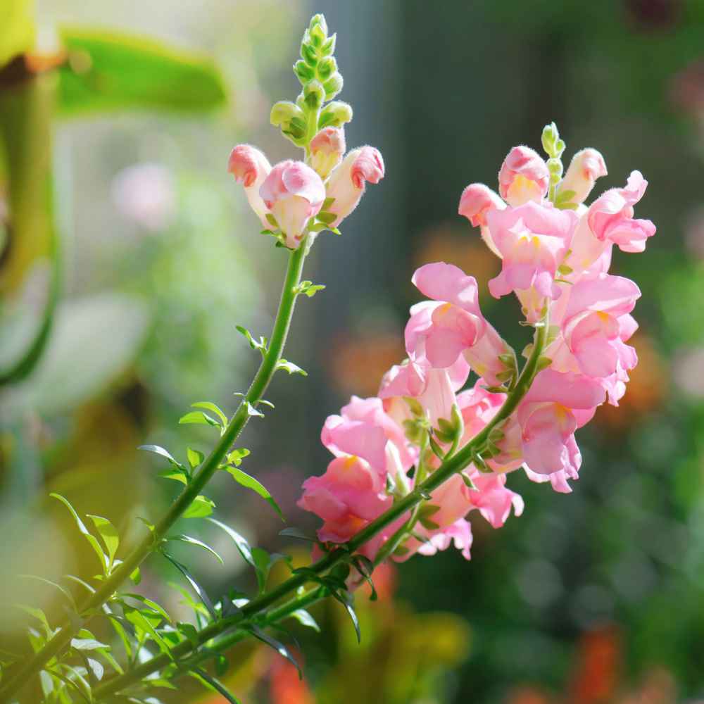 Snapdragon Seeds | Appleblossom