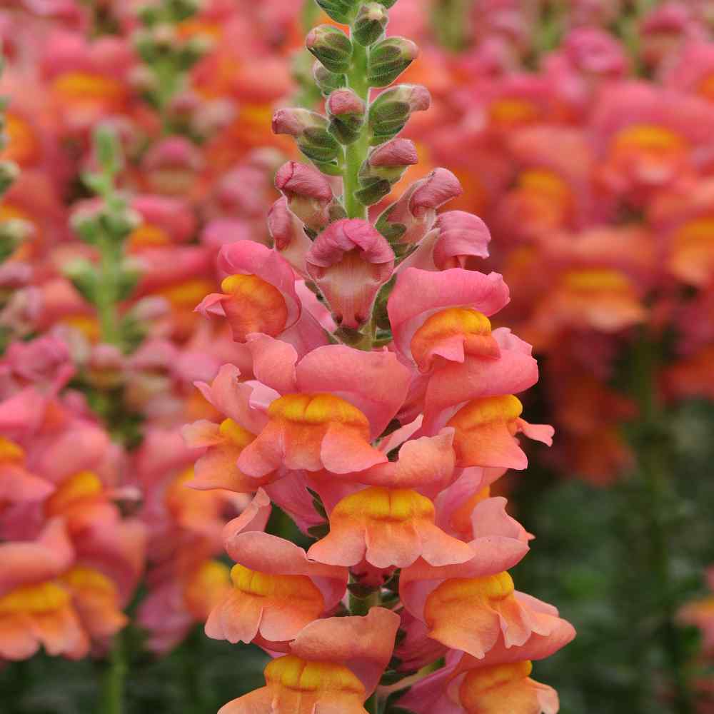 Snapdragon Seeds | Orange Wonder