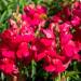 Annual Snapdragon Ruby Flowers