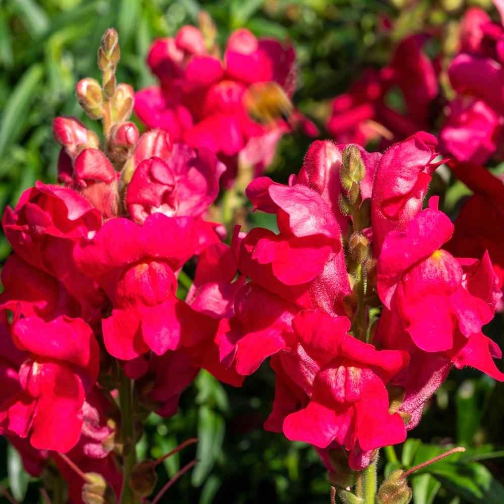 gift Details about   200 seeds Snapdragon Dark Red Annual 