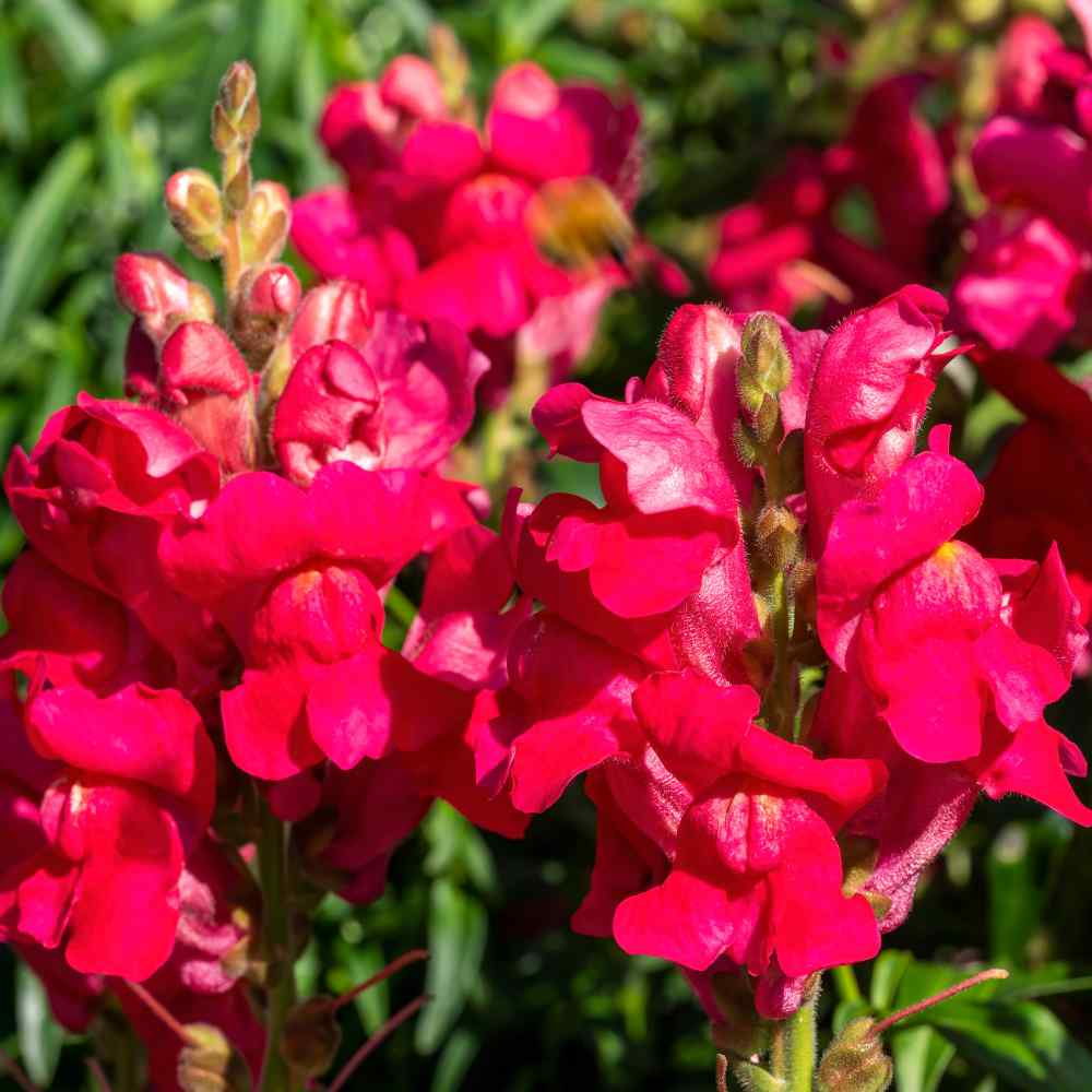 Snapdragon Seeds | Ruby