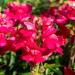 Snapdragon Ruby Flowers