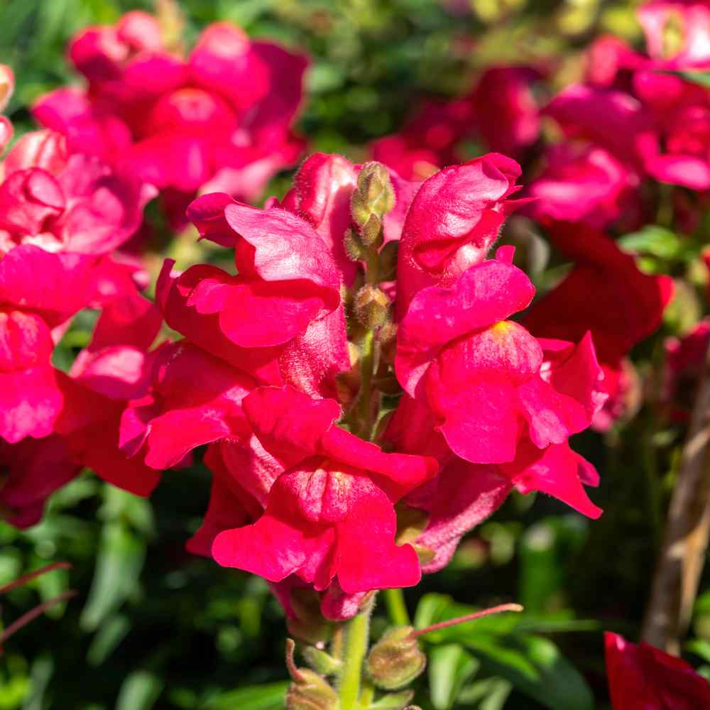 Great Cut Flower!