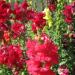 Antirrhinum Majus Maximum Ruby