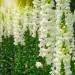 Annual Snapdragon Snowflake Flowers