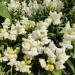 Snapdragon White Flowers