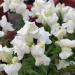 Antirrhinum Majus Maximum Snowflake