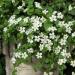 bacopa snowtopia flowers