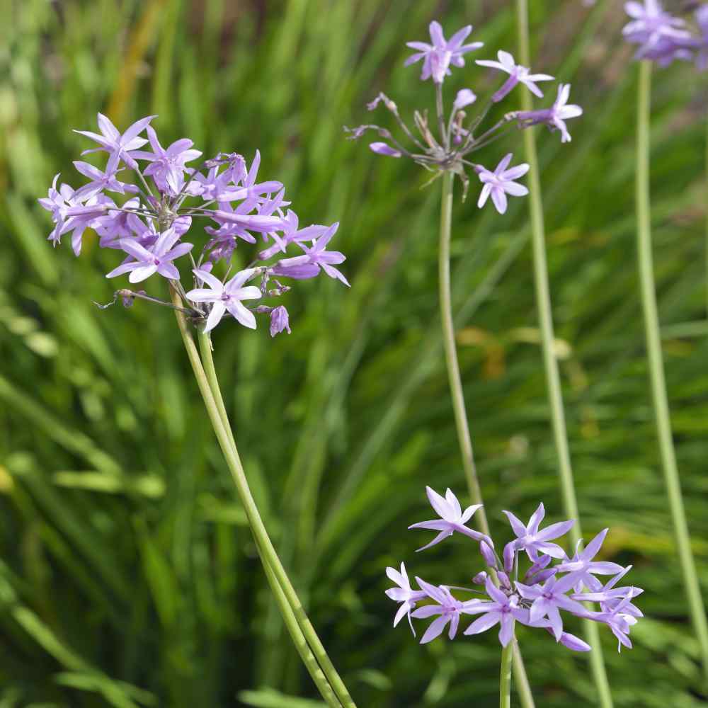 Society Garlic Seeds Tulbaghia Violacea Silver Lace Society Garlic Seeds Tulbaghia Violacea Silver Lace