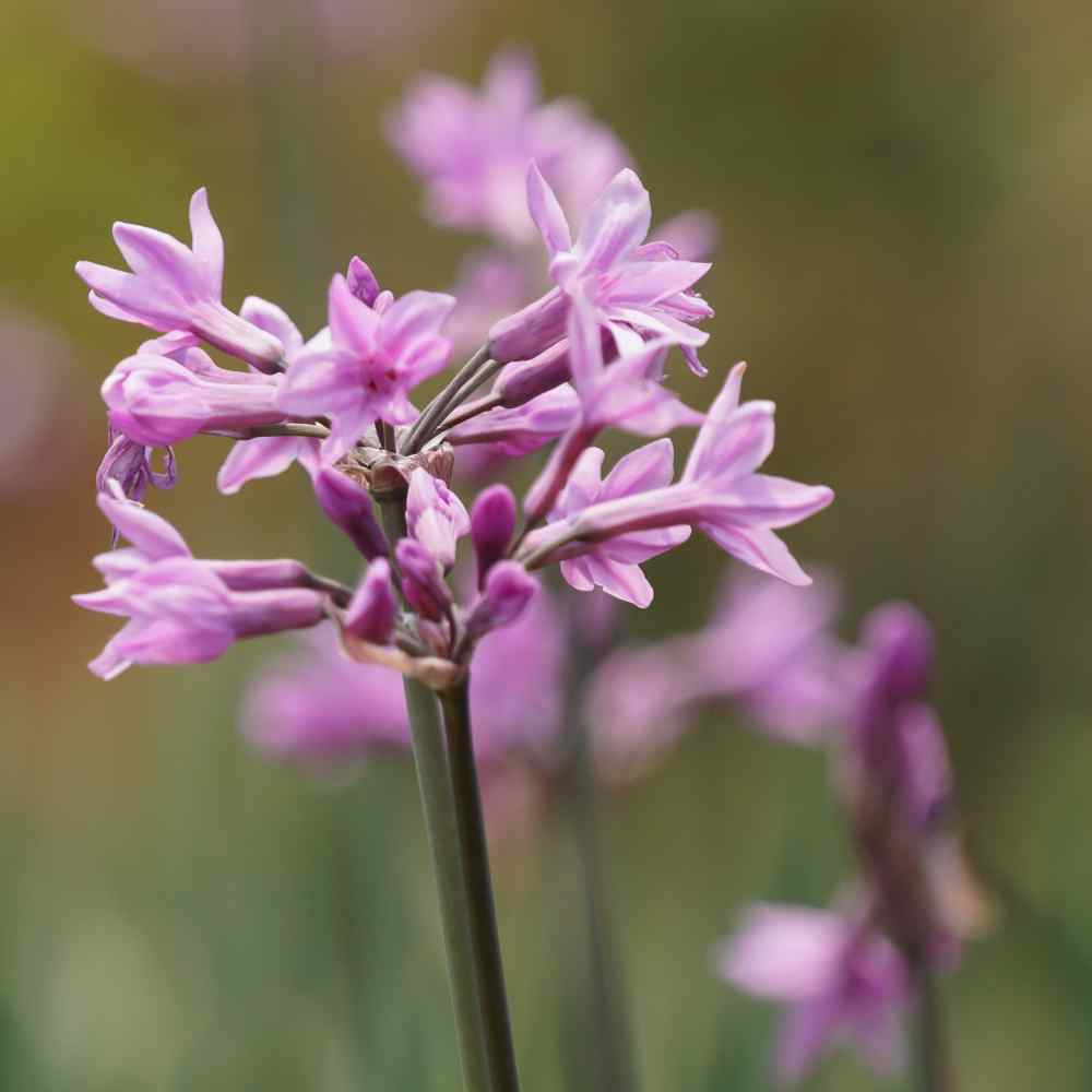 Society Garlic Flower