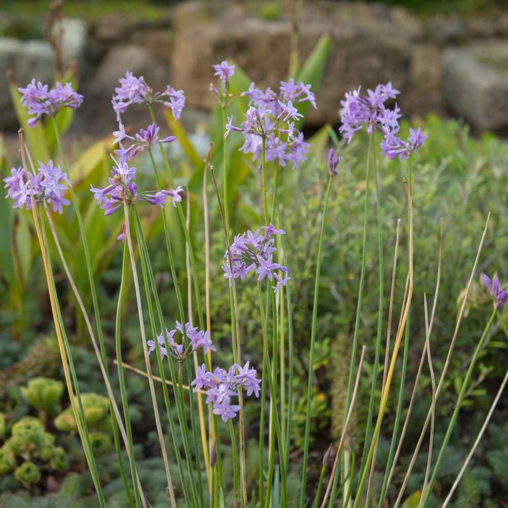 Society Garlic Seeds Tulbaghia Violacea Silver Lace Society Garlic Seeds Tulbaghia Violacea Silver Lace