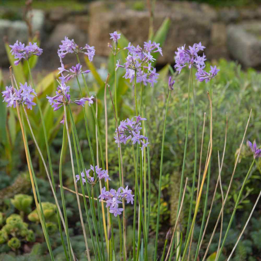 Society Garlic Plant