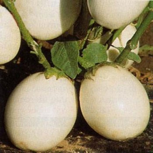 Ornamental Eggplant