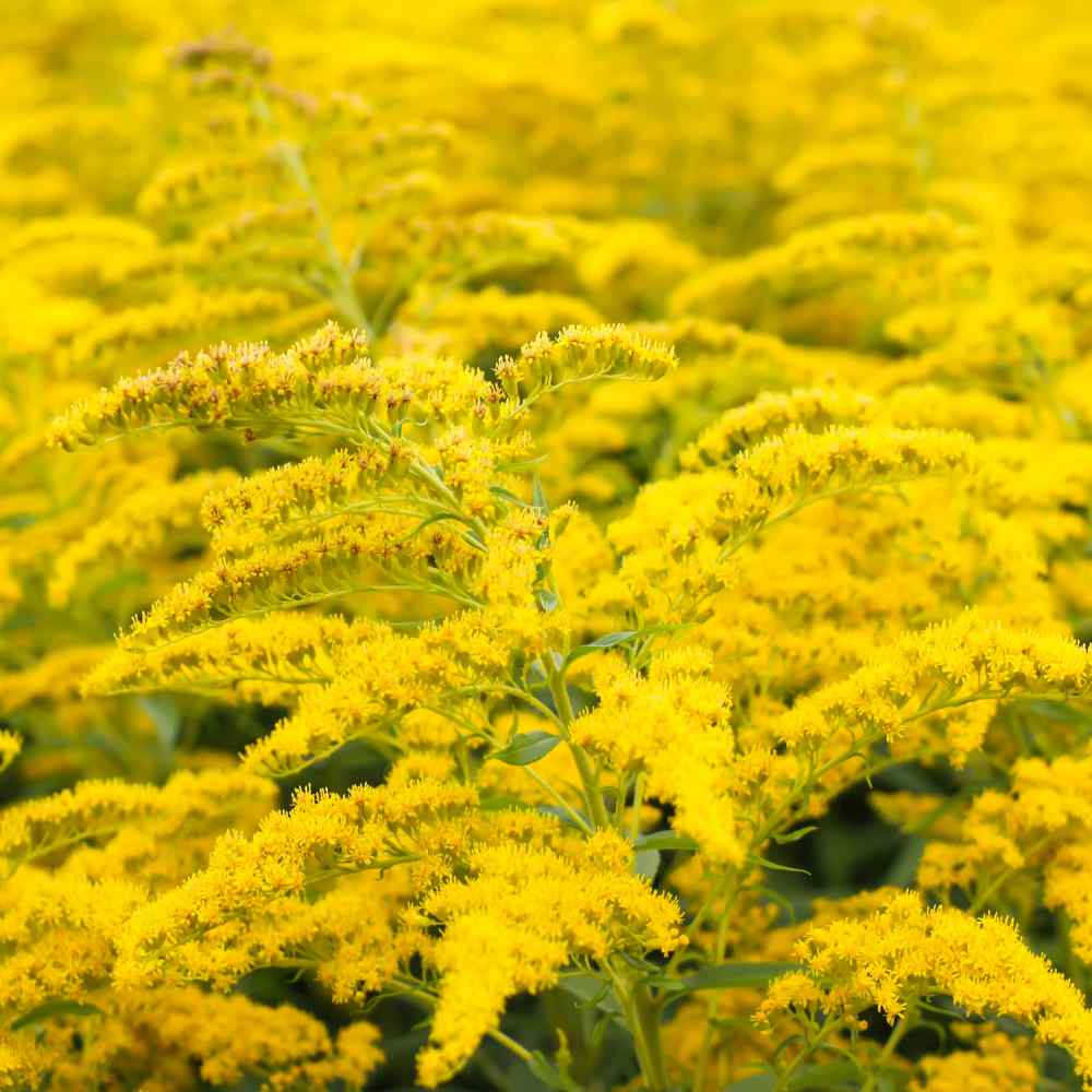 Solidago Seeds | Goldenrod