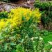 Solidago Goldenrod