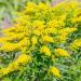 Solidago Plants