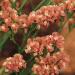 Statice Apricot Flowers