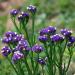 Statice Purple Attraction Flowers