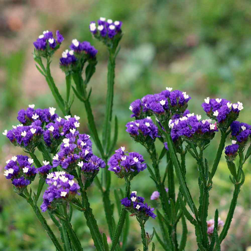 Statice Flower Plants