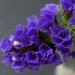 Limonium Sinuatum Purple Attraction