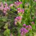 Limonium Sinuatum American Beauty Flowers