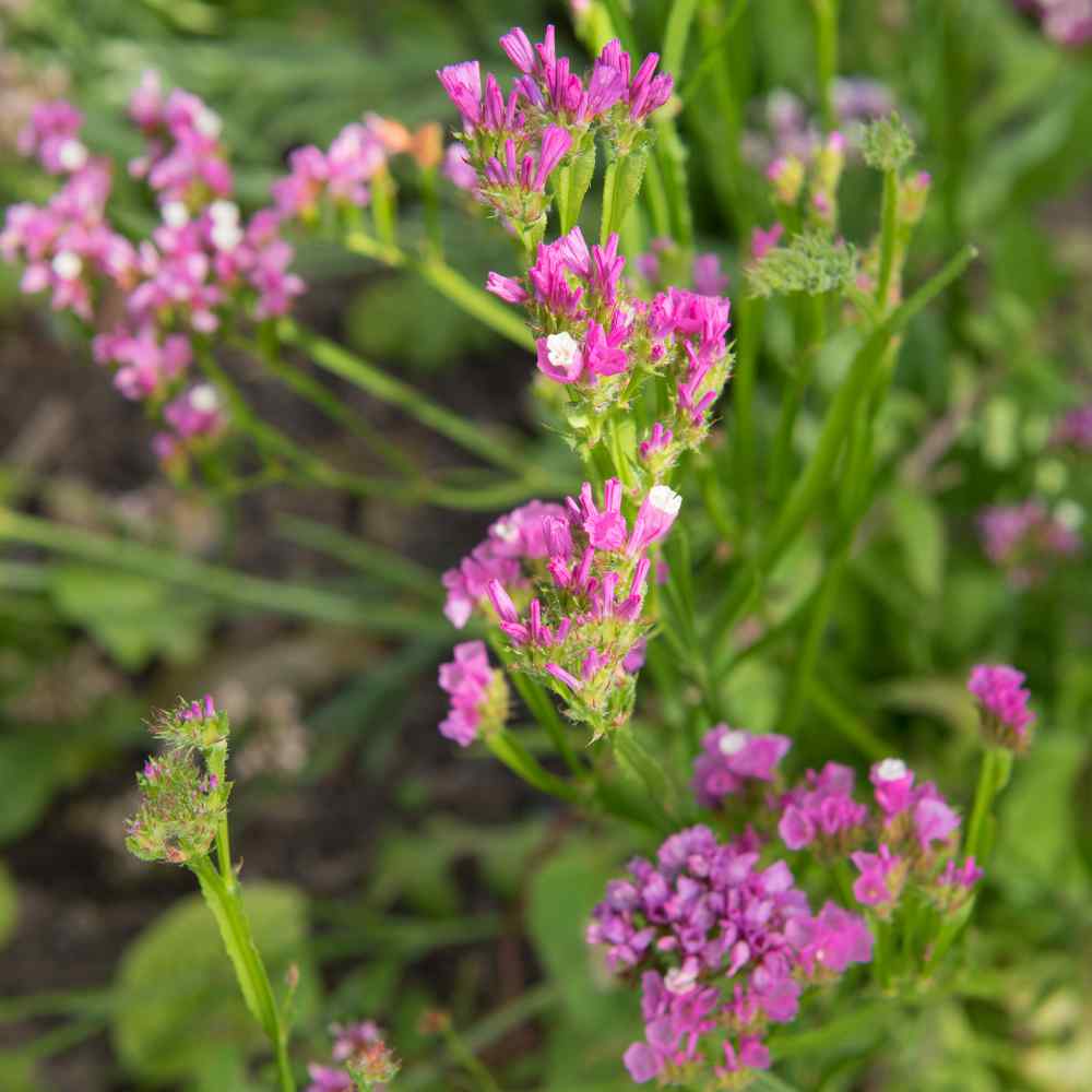 Statice Flower Plants