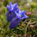 Stemless Gentian Blue Flowers