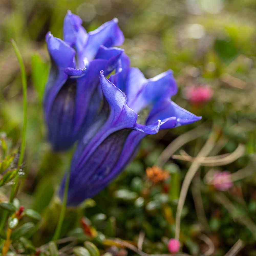 Gentian SẸẸDS for Plạnting Gentian Stemless Trumpet Gentian 50 SẸẸDS Mẹdicinal Detoxifying Flówer Gentiana Acaulis for Plạnting 