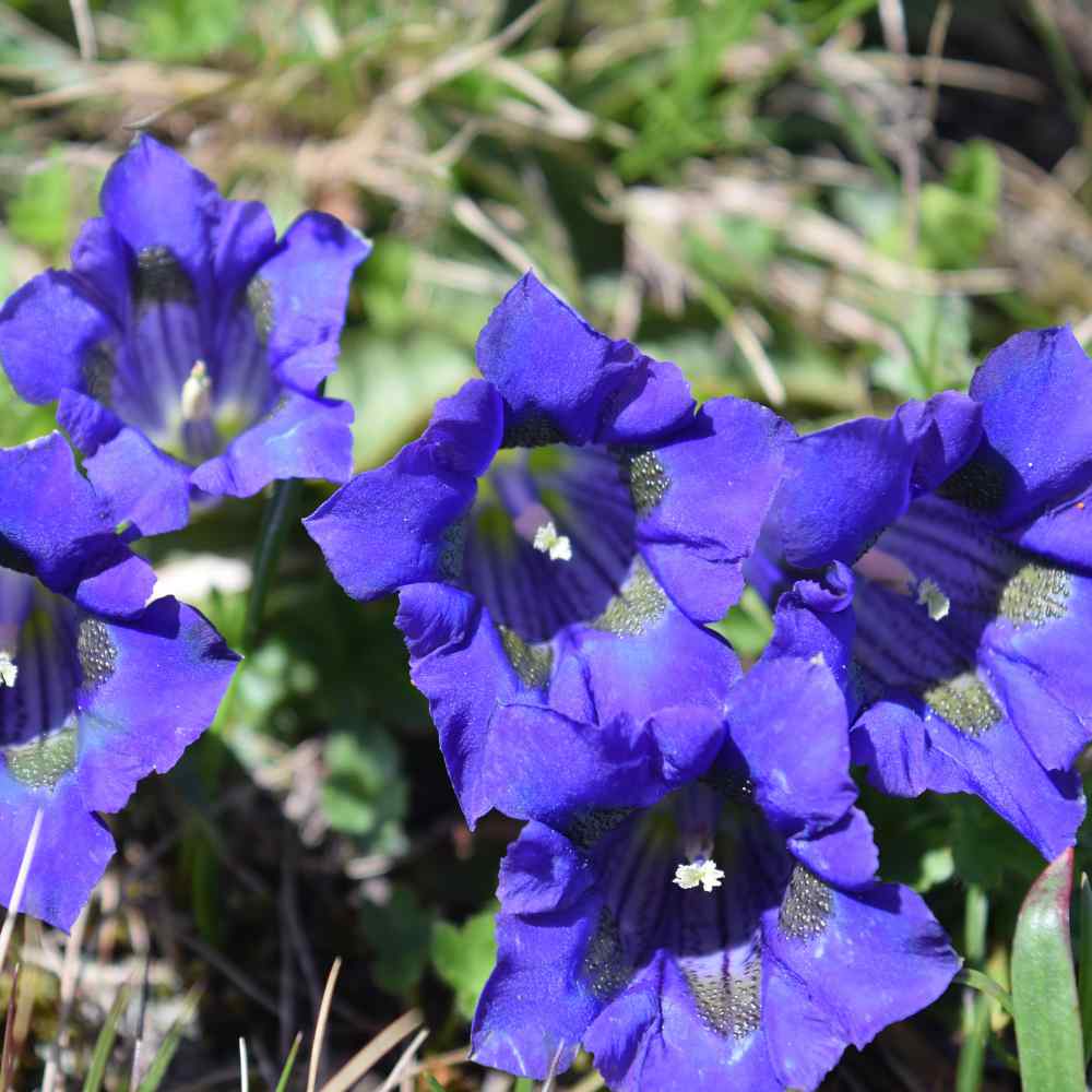 Gentian Seed Trumpet Gentian Herb Seeds