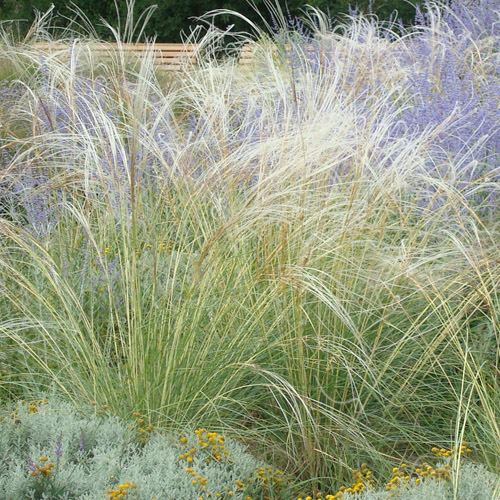 Stipa Barbata Plant