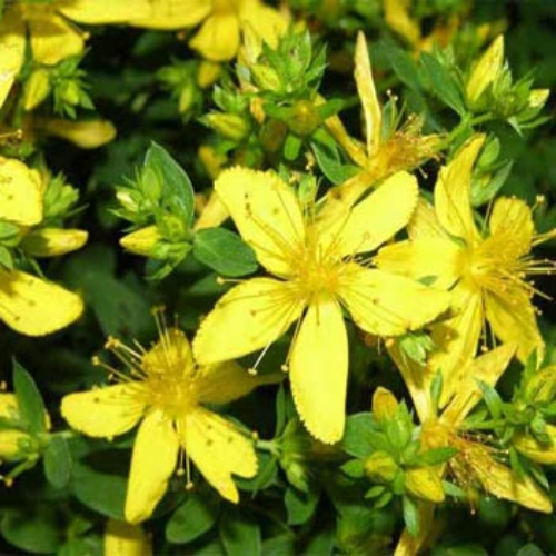 St. Johnswort