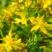 Sanin Johnswort Flowers