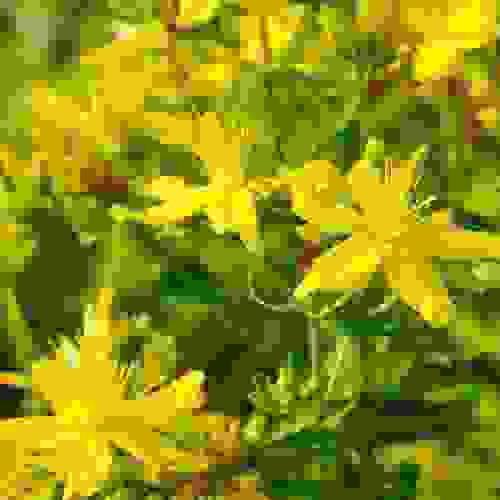 Sanin Johnswort Flowers