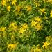 St. Johnswort