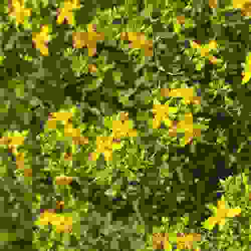 St. Johnswort