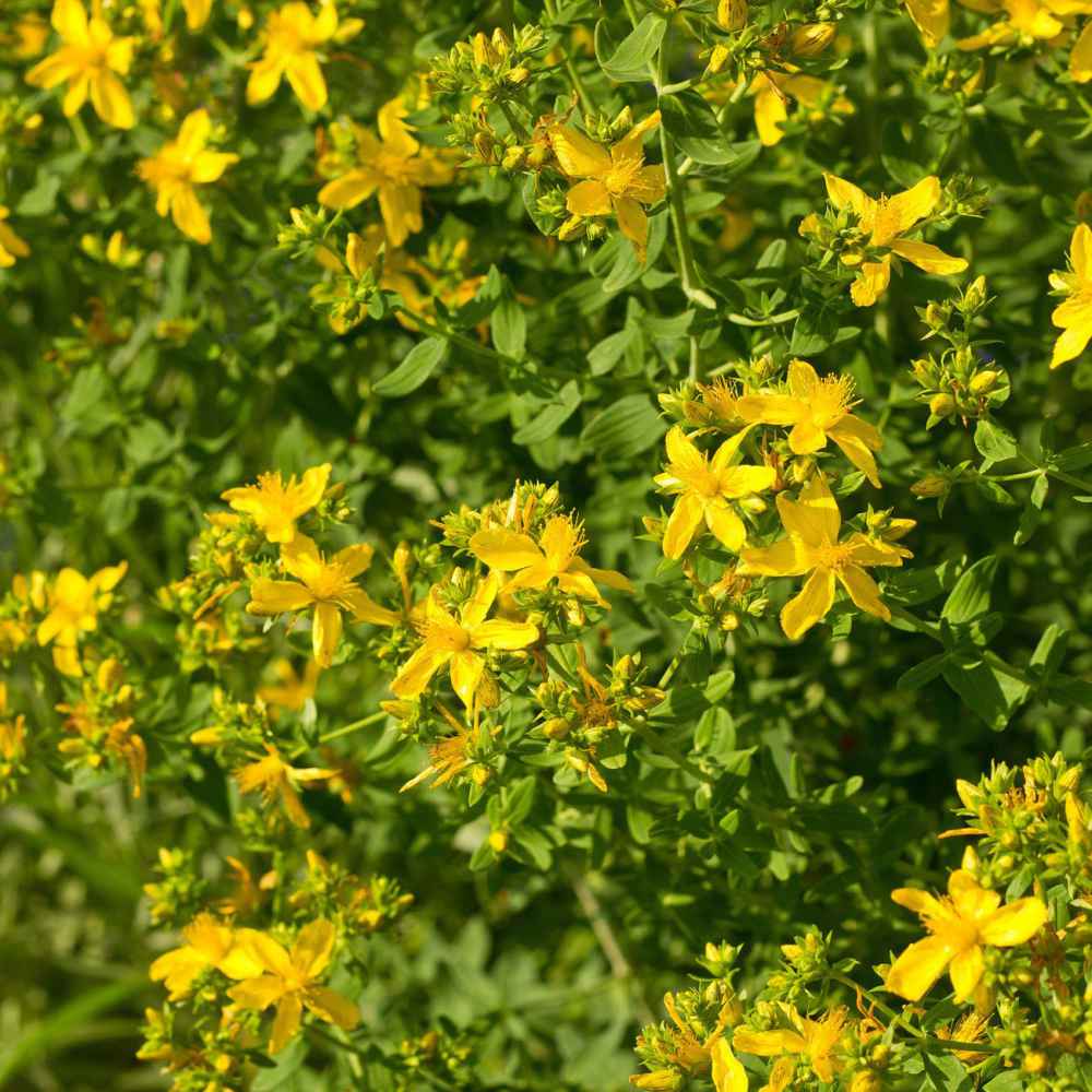 St. Wort Hypericum Perforatum Drought Tolerant Seed