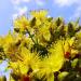 Perennial St. Johnswort Herb