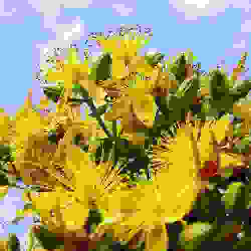 Perennial St. Johnswort Herb