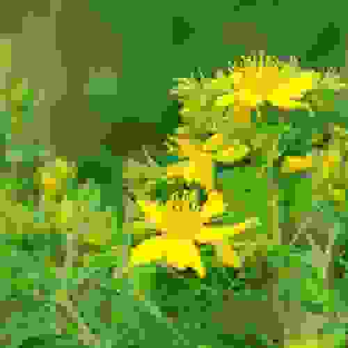 Perennial St. Johnswort Flowers