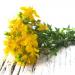 St. Johnswort Flowers