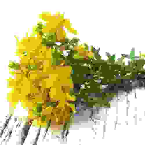 St. Johnswort Flowers