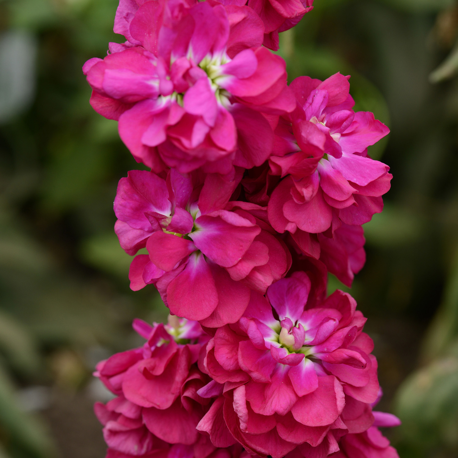 My Image 3