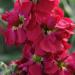 Annual Matthiola Incana Ten Week Crimson