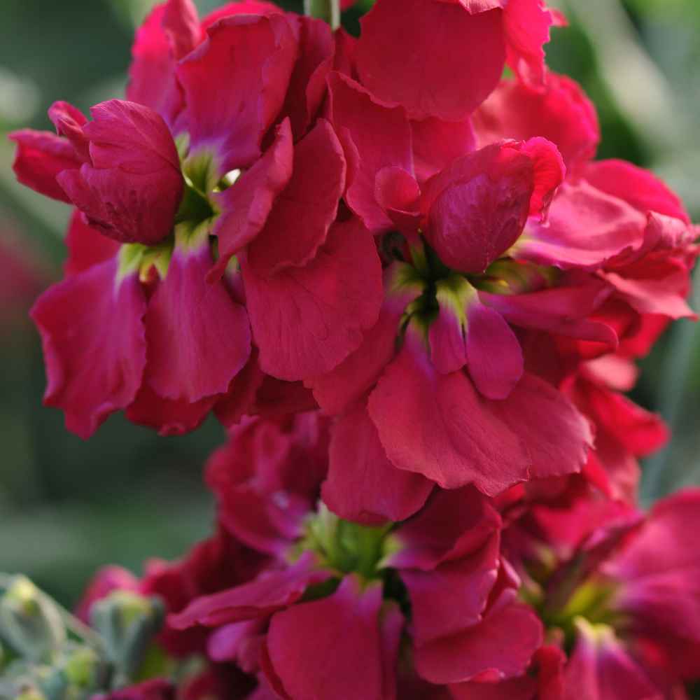 Stock Seed Crimson Stock Flower Seeds