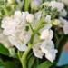 Stock White Garden Flowers