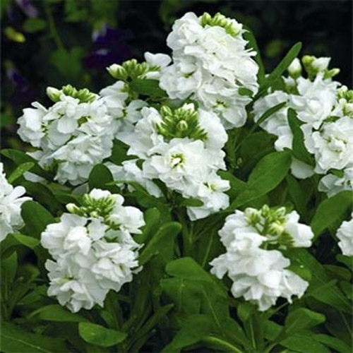Stock Seeds Matthiola Incana White Flower Seed