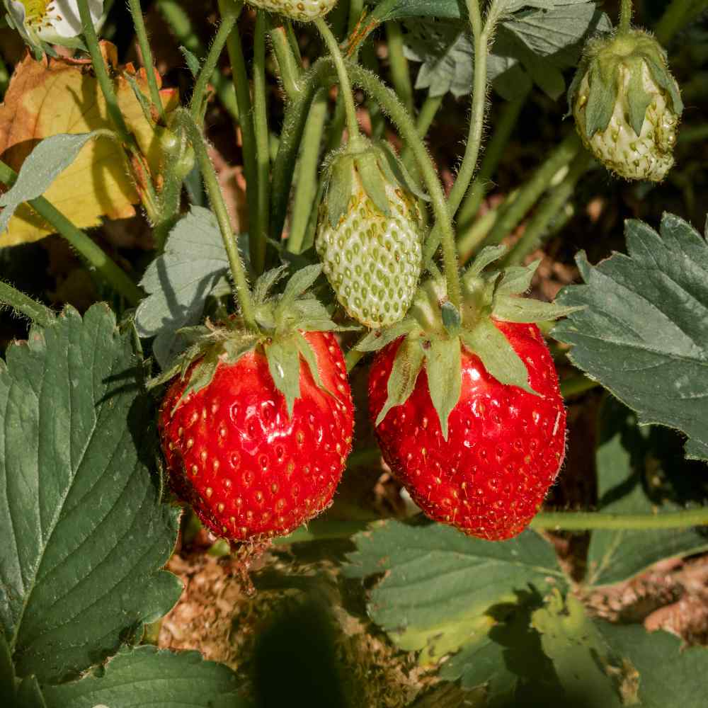 Strawberry Ananassa Plants