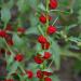 Chenopodium Strawberry Sticks Plants