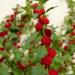 Annual Chenopodium Strawberry Sticks