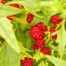 Chenopodium Foliosum Strawberry Fruits